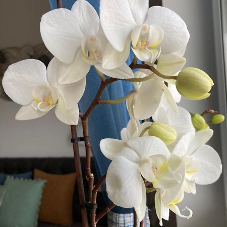 Libellula Apartman Héviz Zewnętrze zdjęcie